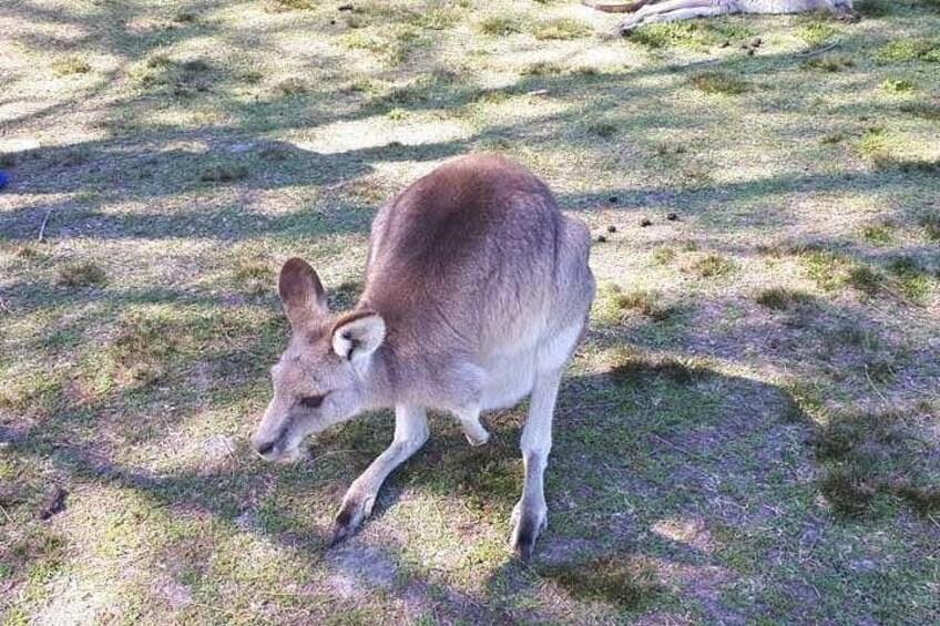 Blue Mountains Private Tour with Kangaroo and Koala Experience 2