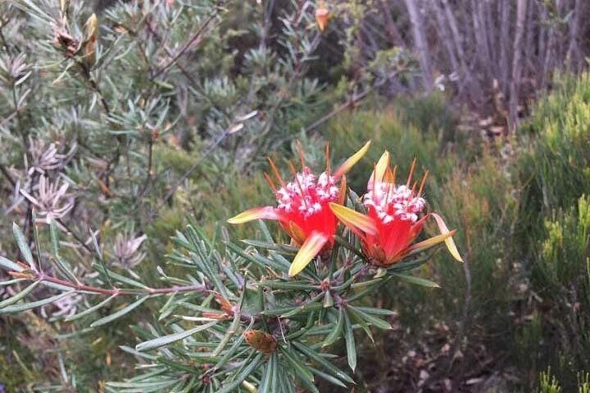 A plant with red flowers and needle-like leaves. 3