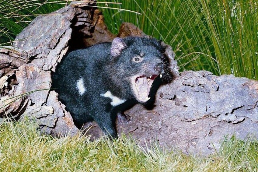 A black bear with white spots near a tree. 2