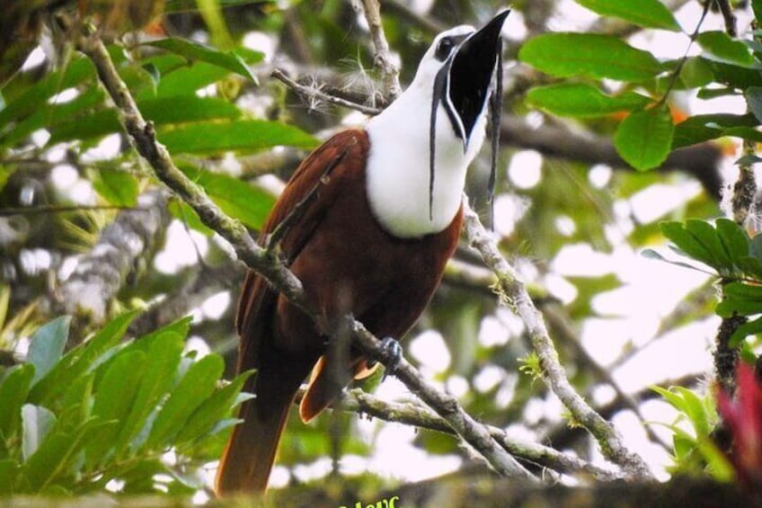 Monteverde Birdwatching Guided Tour 3