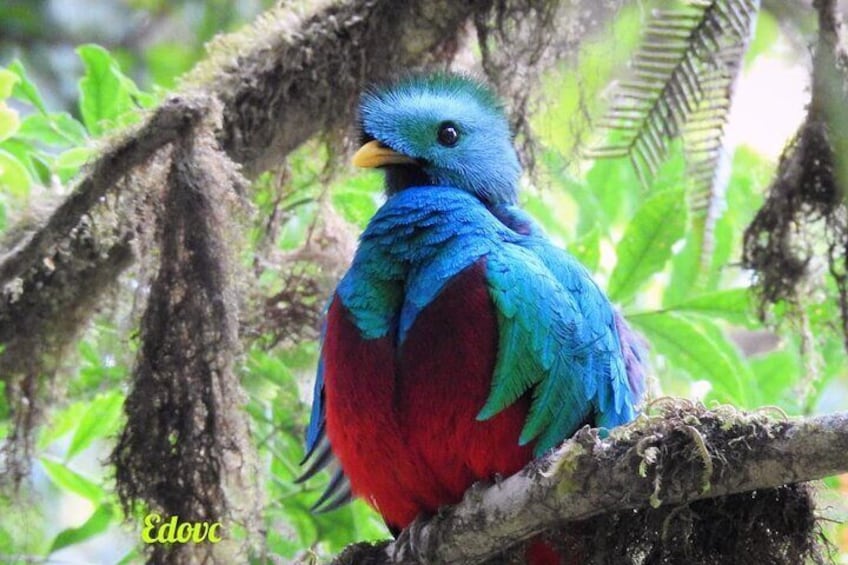 Monteverde Birdwatching Guided Tour 4
