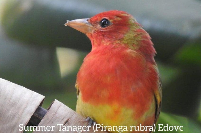 Monteverde Birdwatching Guided Tour  1