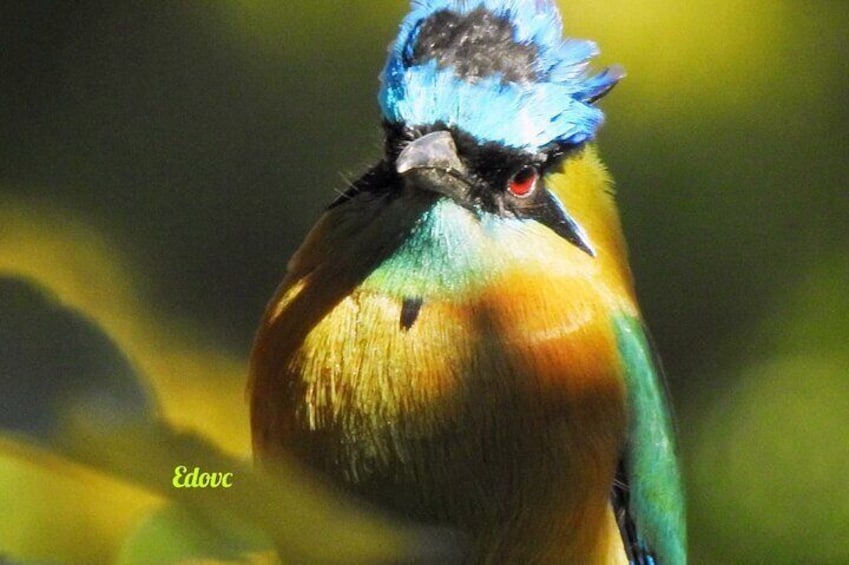 Monteverde Birdwatching Guided Tour 5