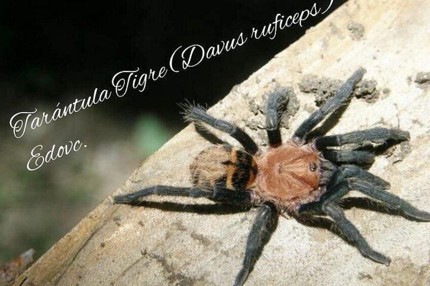 A Tarântula Tigre (Darius ruficeps) on a log. 2