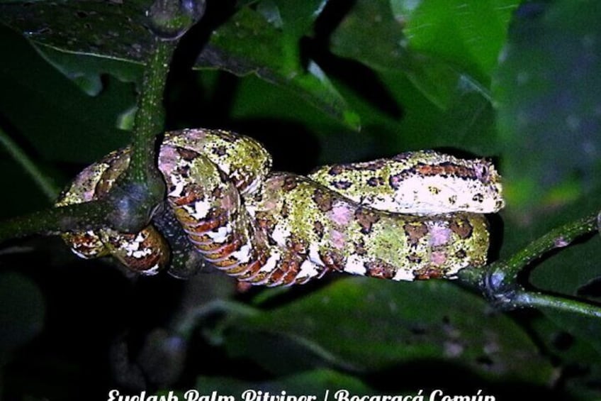 Private Monteverde Night Tour 3