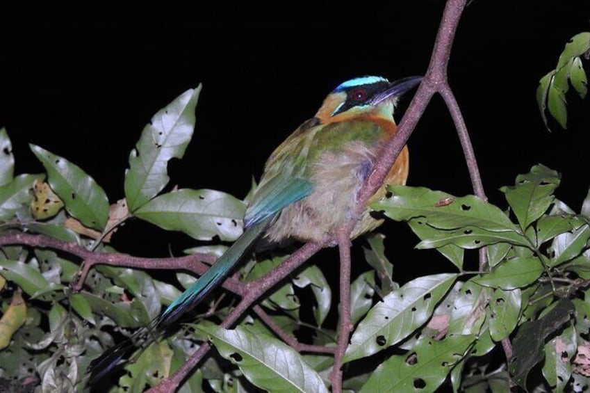 Blue Crowned Motmot 5