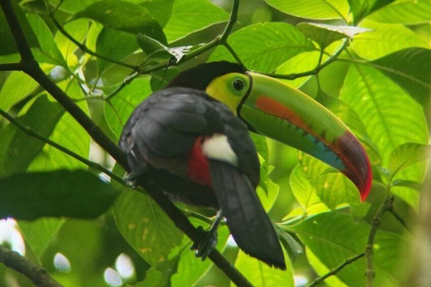 Private Excursion to Tenorio Volcano Sloths and Coffee Experience 2