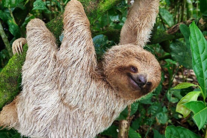 A sloth hanging from a tree branch in a forest. 1