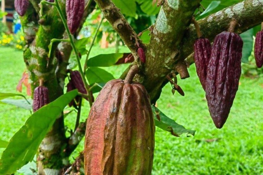 Private Excursion to Tenorio Volcano Sloths and Coffee Experience 5
