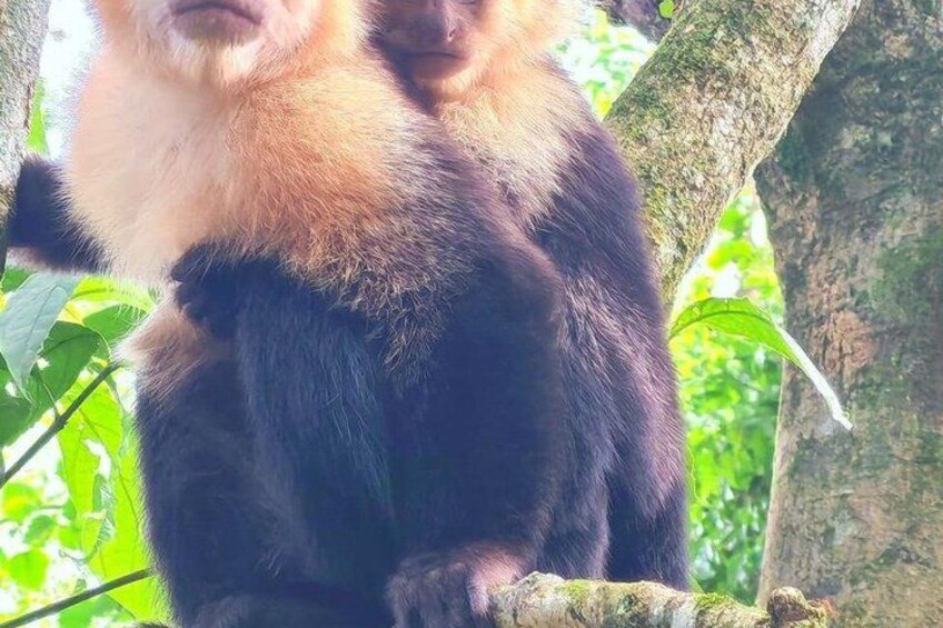 Private Excursion to Tenorio Volcano Sloths and Coffee Experience 4