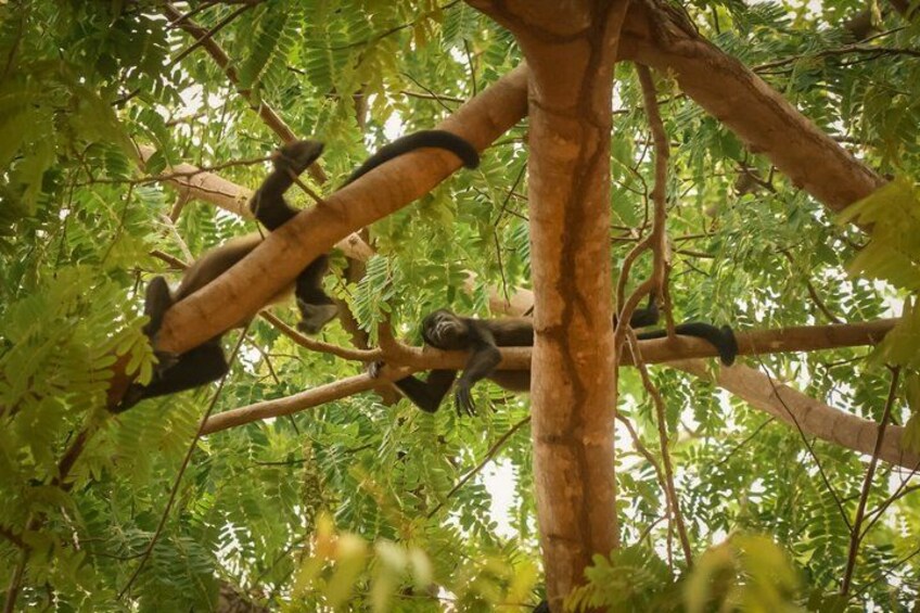 A tree with branches and leaves. 3