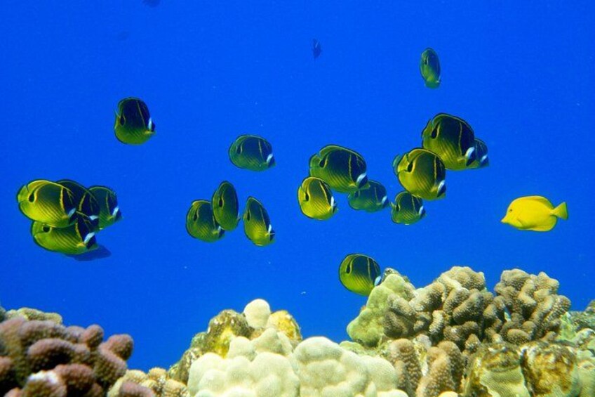 Un banc de poissons jaunes et bleus nageant près des récifs coralliens. 2
