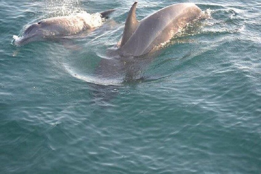 Sunset Dolphin Sail Aboard the Privateer Catamaran 2