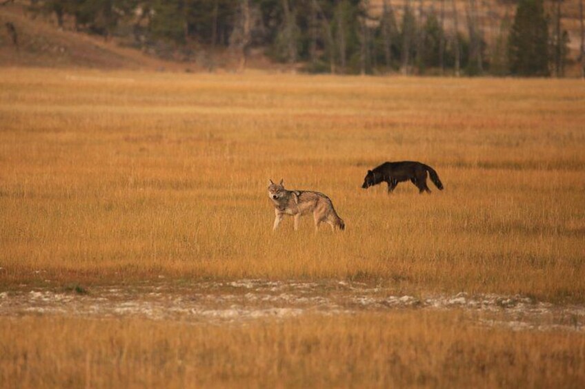 Een wolf en een beer in een grasveld. 1