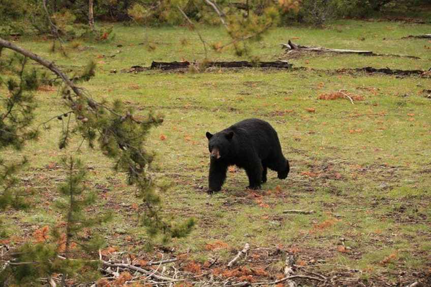 Private Yellowstone Tour: ICONIC Sites, Wildlife, Family Friendly Hikes + lunch 3