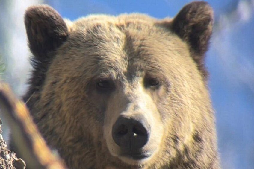 Private Yellowstone Tour: ICONIC Sites, Wildlife, Family Friendly Hikes + lunch 2