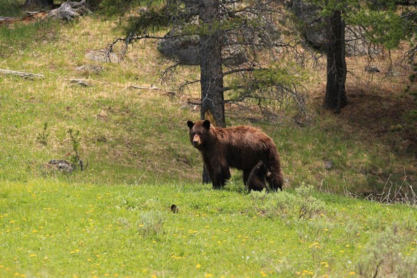 Private Yellowstone Tour: ICONIC Sites, Wildlife, Family Friendly Hikes + lunch 4