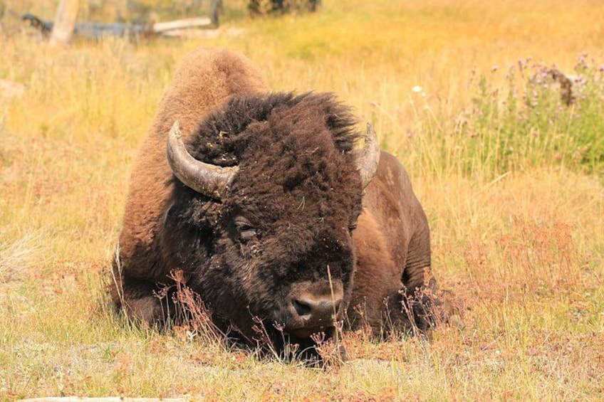 Private Yellowstone Tour: ICONIC Sites, Wildlife, Family Friendly Hikes + lunch 2
