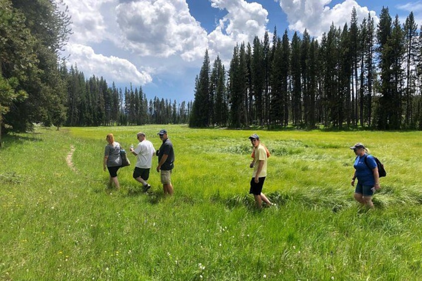A group of people walking on a grassy field with a forest in the background. 4