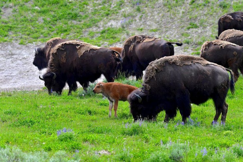 A herd of bison grazing in a grassy field. 2