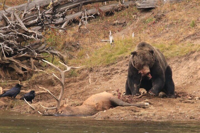 Winter Yellowstone Wildlife Safari + Lunch Included