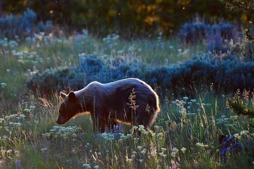 Private Yellowstone Wolf Watching & Wildlife Safari + lunch 