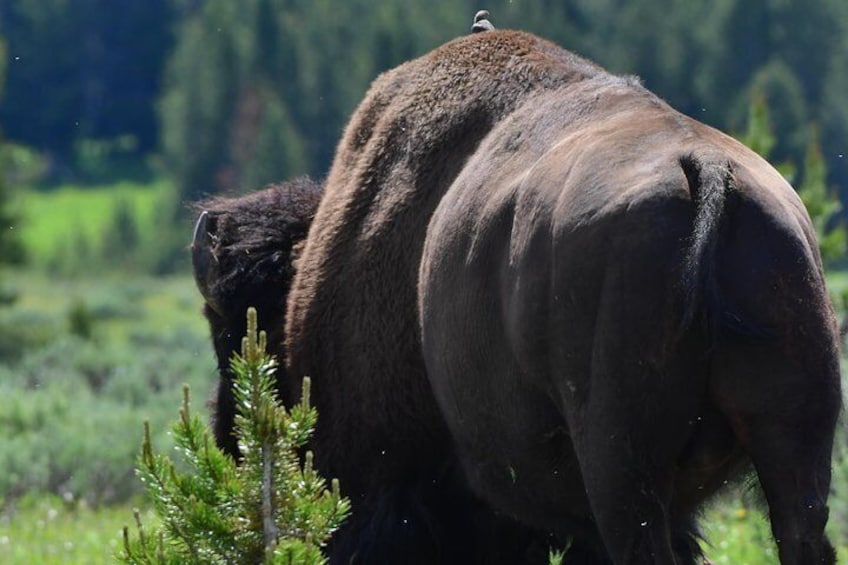 Private Yellowstone Wildlife Safari with guided hikes. Picnic Lunch included!