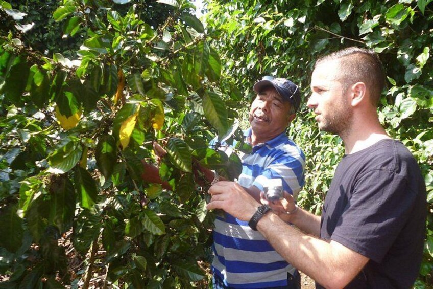 Coffee Farm 4
