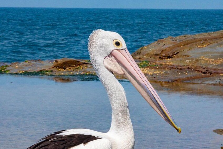 Meet the Magnificent Pelican, Graceful Monarch of the Beach 4