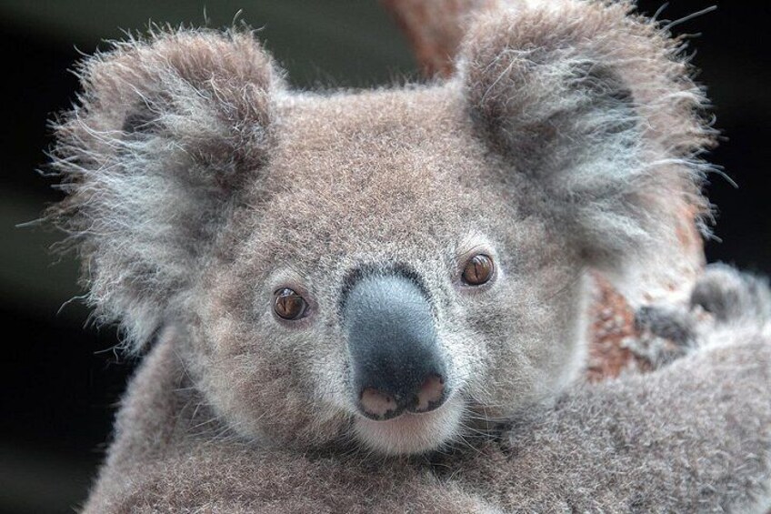 Get close to your favourite Australian, the koala! 3