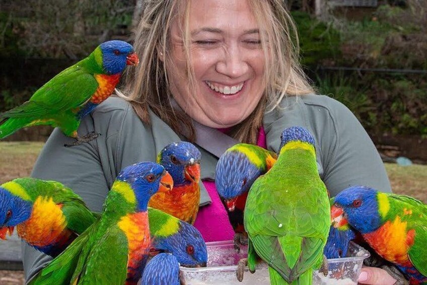Rainbow lorikeets up to mischief again! 2
