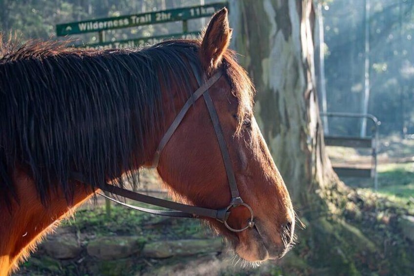 Immerse Yourself in the Thrill of Horse Riding Through Untouched Natural Bushland 2