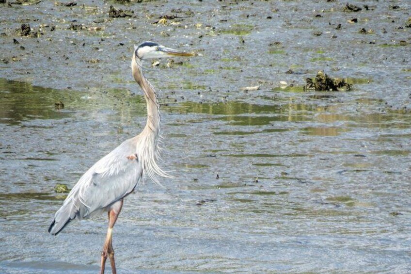 A heron standing in shallow water with a muddy background. 5