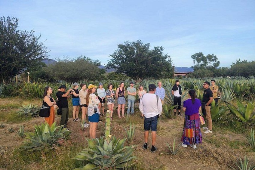 Mezcal Distillery 3