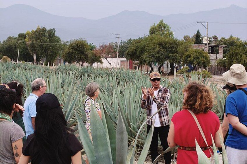 Mezcal distillery 3