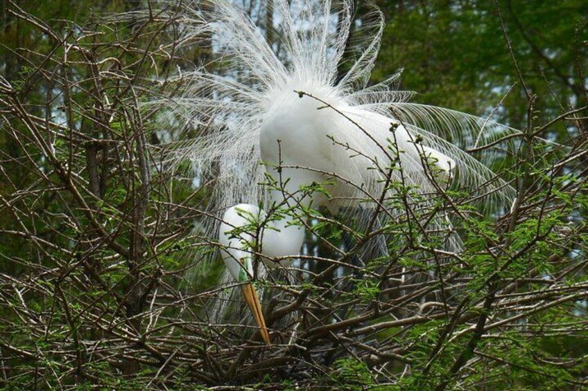 A white bird with a long beak in a dense thicket. 3