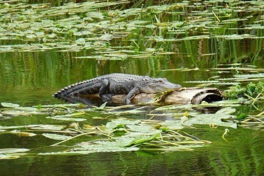 Waccamaw River Nature and Wildlife Tour 2