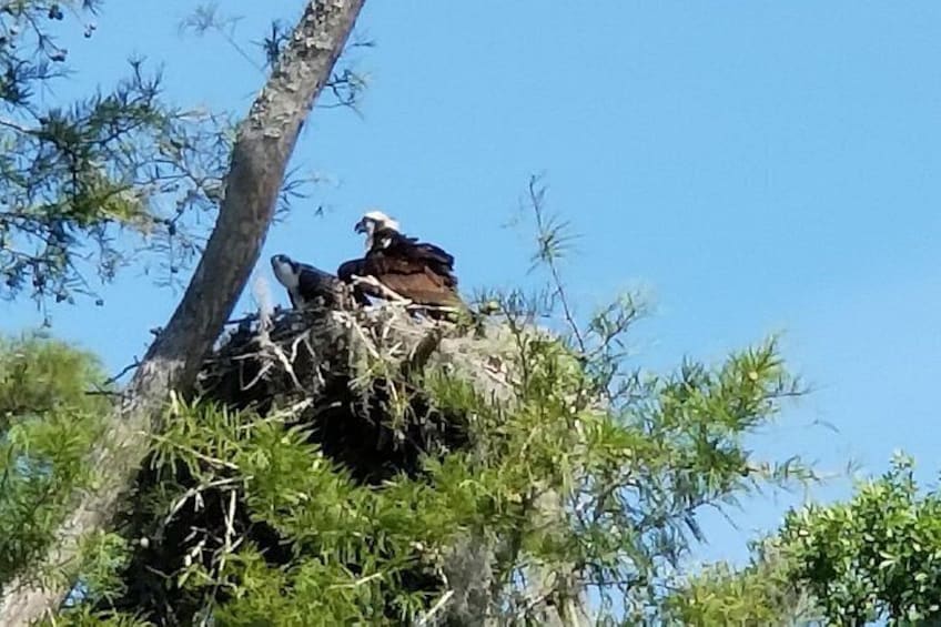 An eagle perched on a nest in a tree. 2