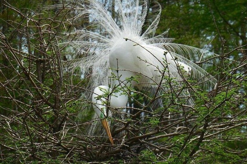Waccamaw River Nature and Wildlife Tour 2