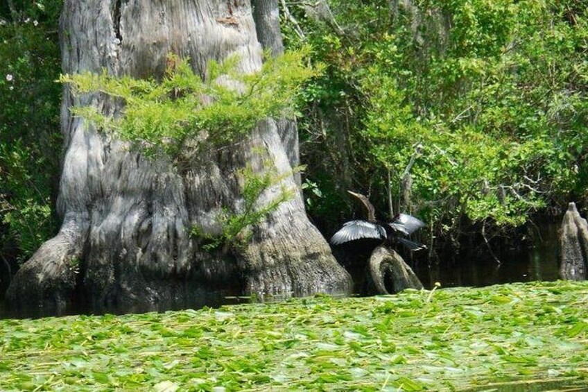 Waccamaw River Nature and Wildlife Tour 1