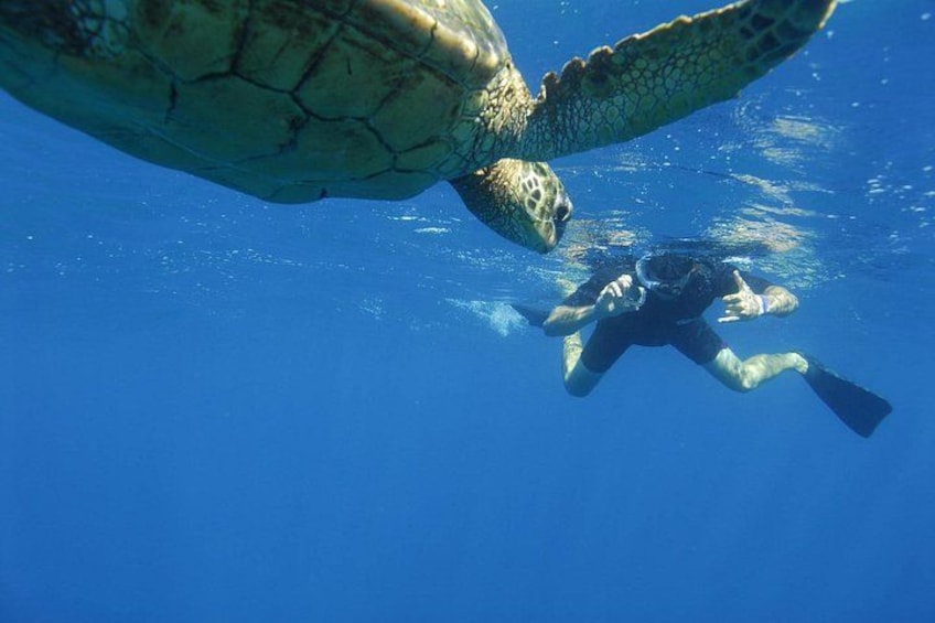 A diver swimming near a sea turtle in clear blue water. 1
