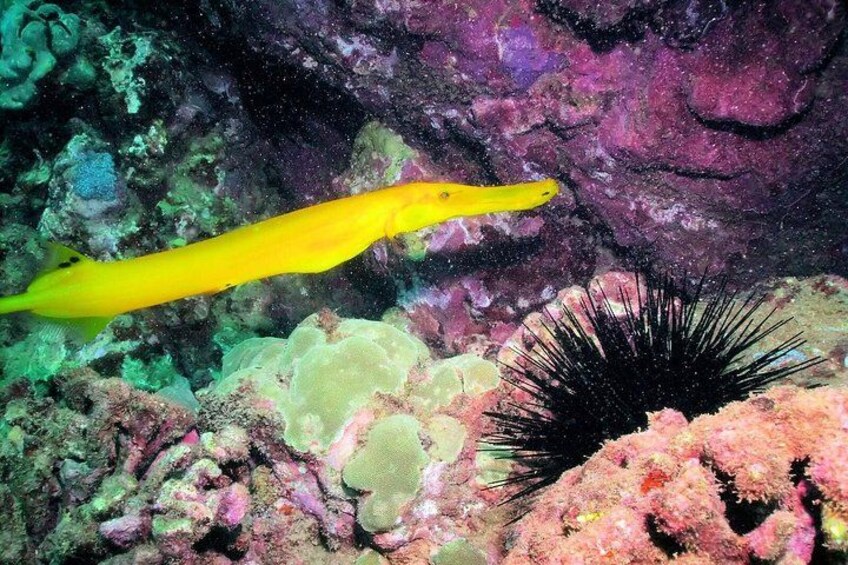A yellow fish swimming near a coral reef with a sea urchin. 4