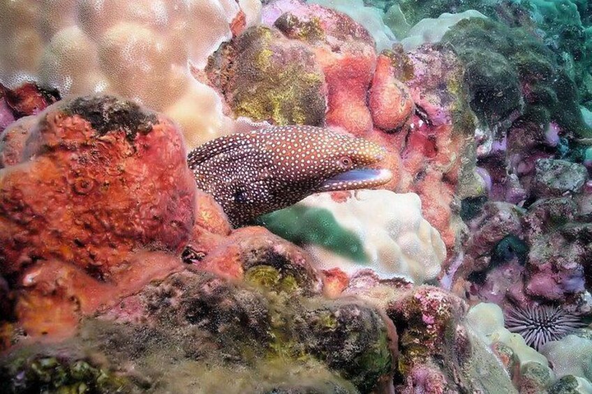 A marine environment with a spotted fish resting on a coral reef. 2