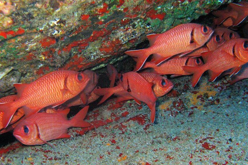 Un grupo de peces rojos nadando cerca de un arrecife de coral. 4