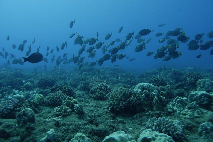 Abundance of Fish 2