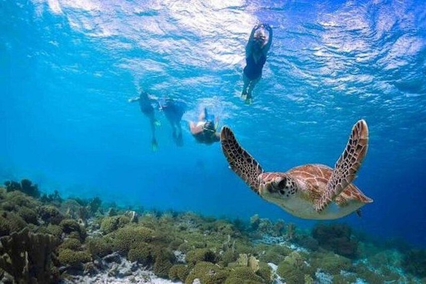 Just snorkeling with the turtles! 4