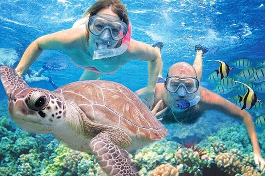 Una persona practica snorkel con una tortuga marina y peces tropicales. 5