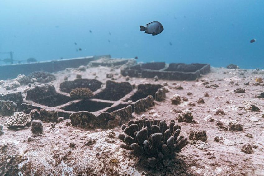 Scena subacquea con formazioni coralline e un pesce che nuota. 4