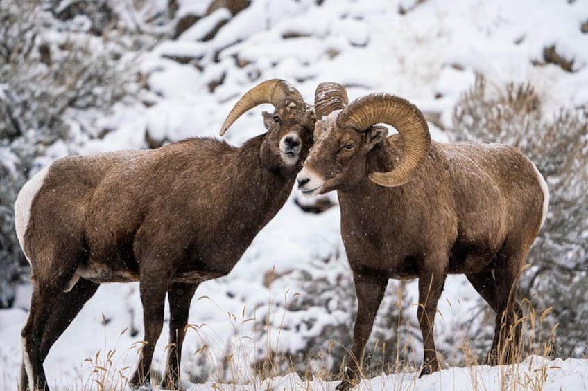 Twee bergshoorns met grote hoorns staan in een besneeuwd landschap. 5