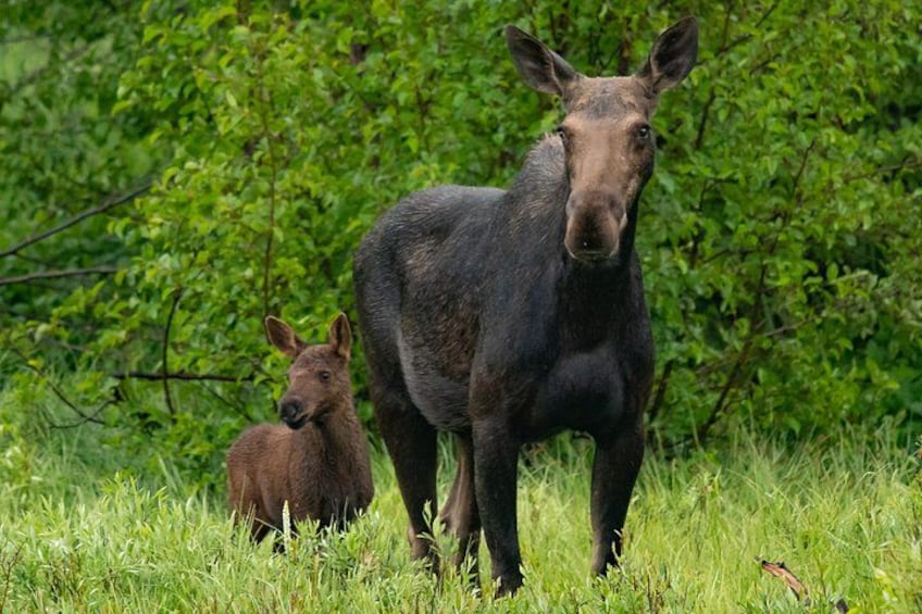 Een eland met een kalf in een grasveld, met dichte groene begroeiing op de achtergrond. 4